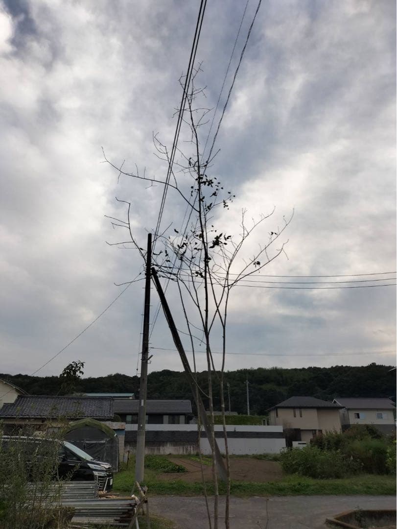 山採り アオダモ 株立ち 4本立ち