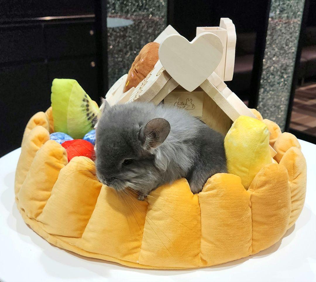 チンチラ ハウス 小動物 お菓子の家 えんとつハウス ロイヤルチンチラ