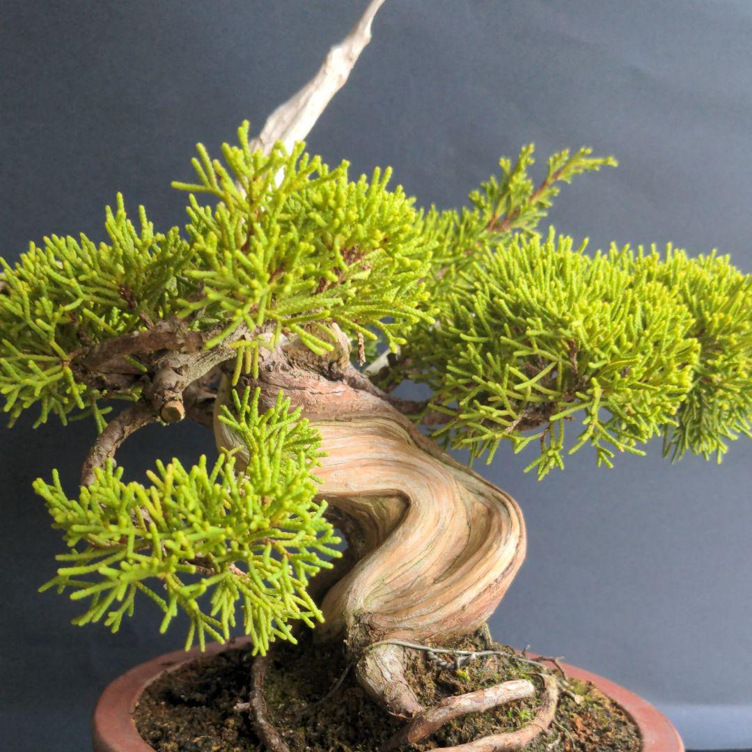 ブ*ン様 小品盆栽素材　真柏　1013