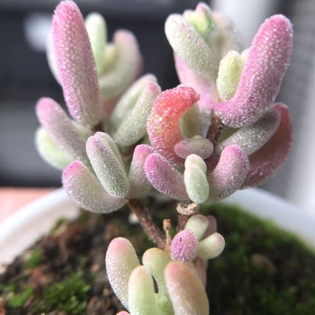 超レア　多肉植物ドロサンテマ 超キラキラ Purple flash 抜き苗１株