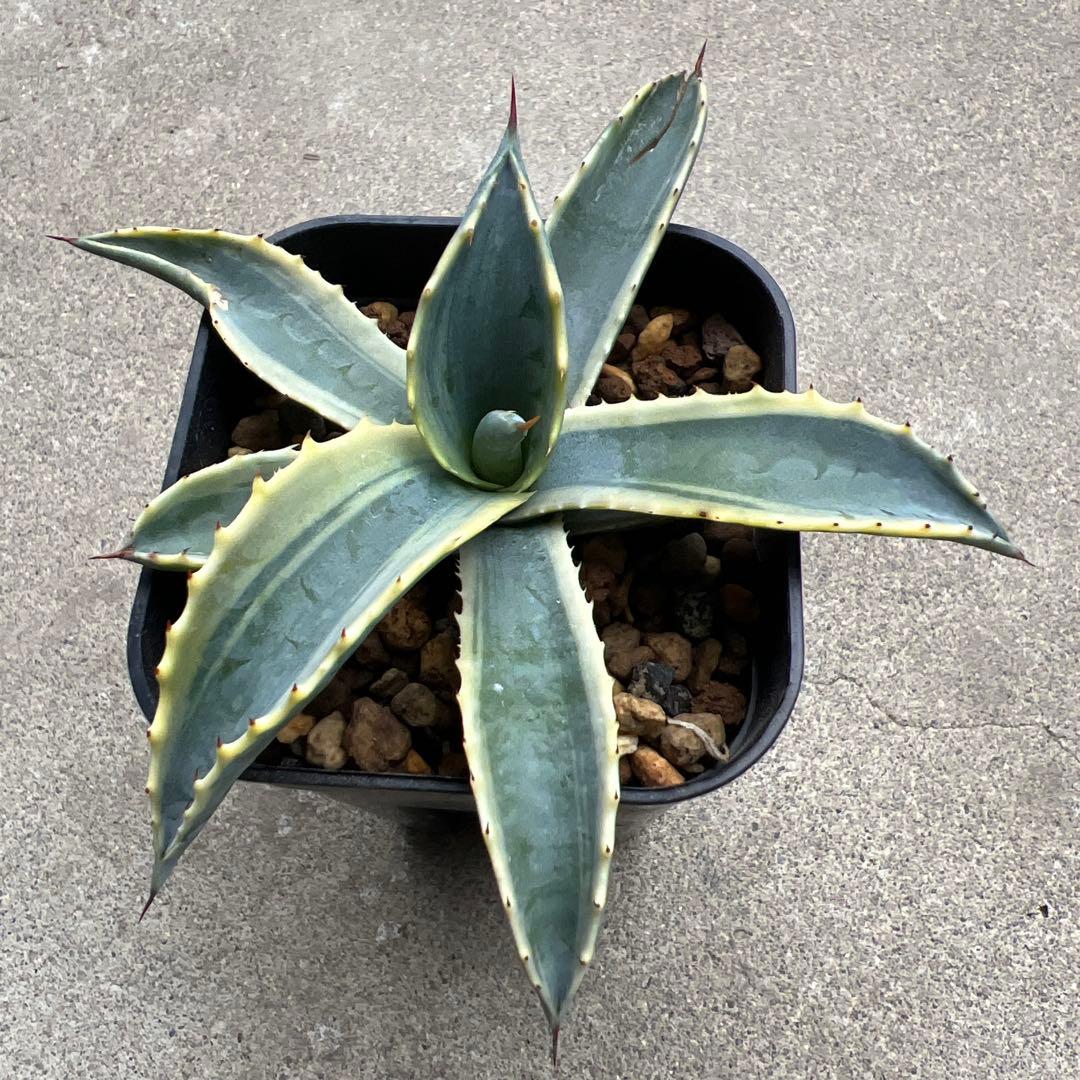 こ*う様 アガベ　'リップルエフェクト'