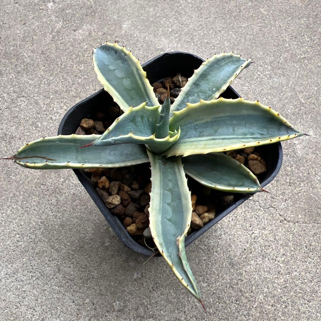 こ*う様 アガベ　'リップルエフェクト'