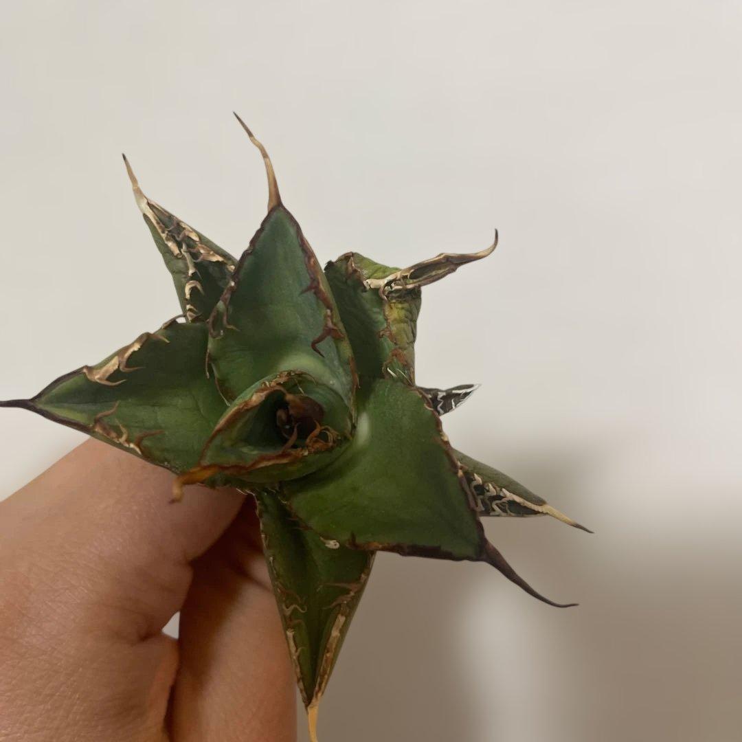 オテロイ 実生 D10 うねり 選抜株