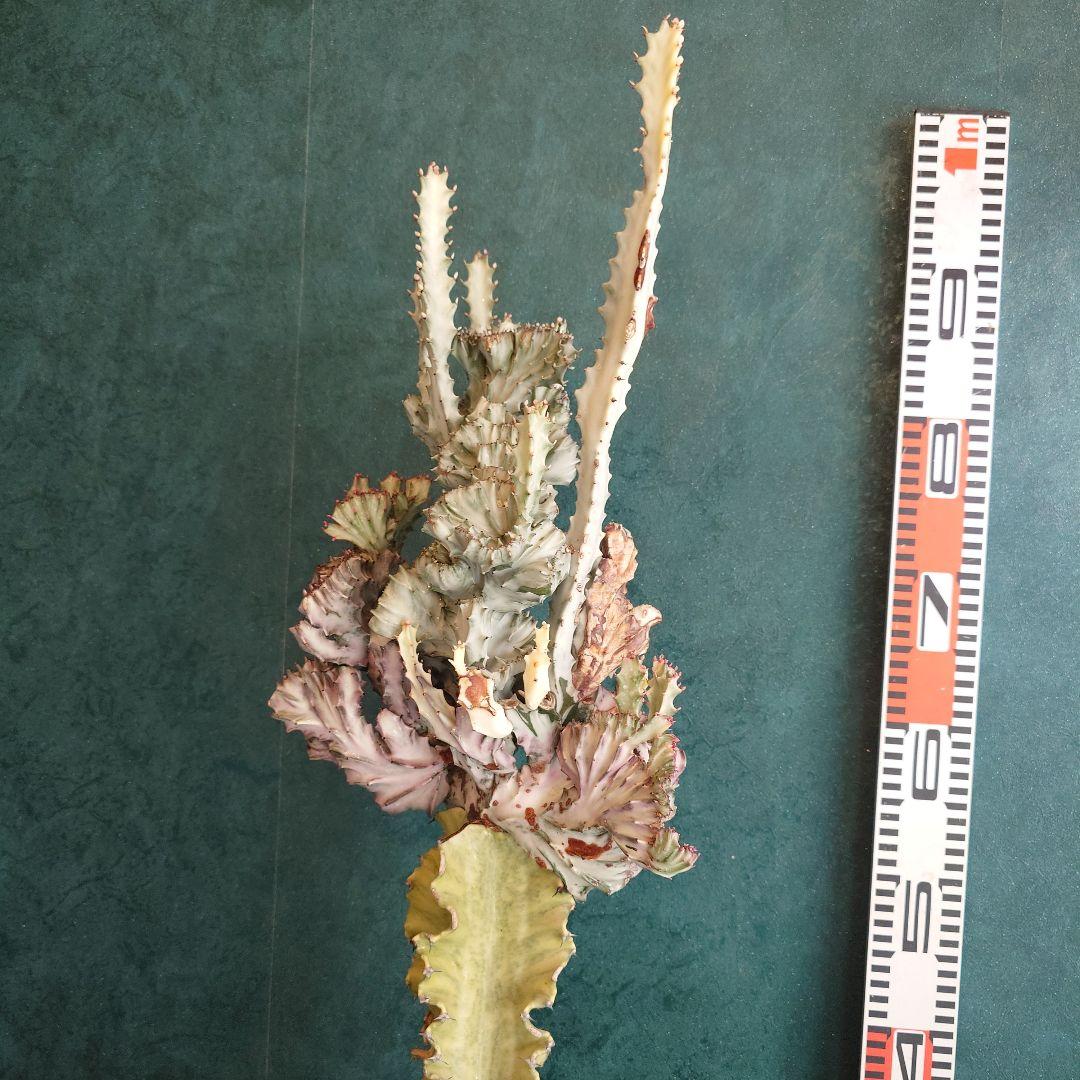 【美形希少】ユーフォルビア　ホワイトゴースト　綴化　写真の追加承ります！