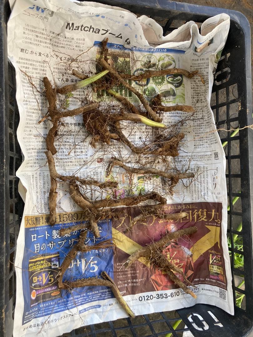 わらび　苗　360本