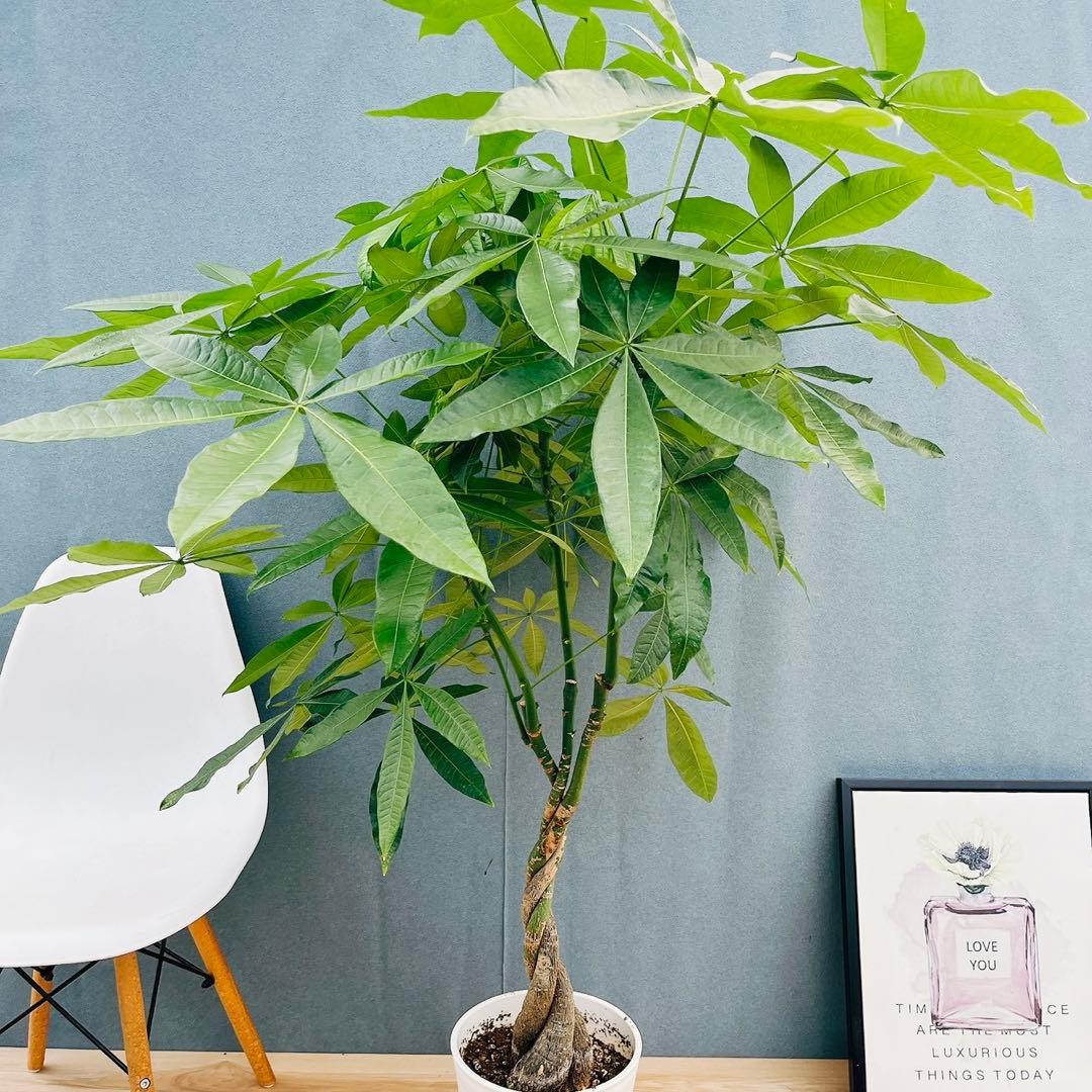 ［現品］33番　パキラ　編み込み　8号　観葉植物　おしゃれ　室内　大型　ねじり