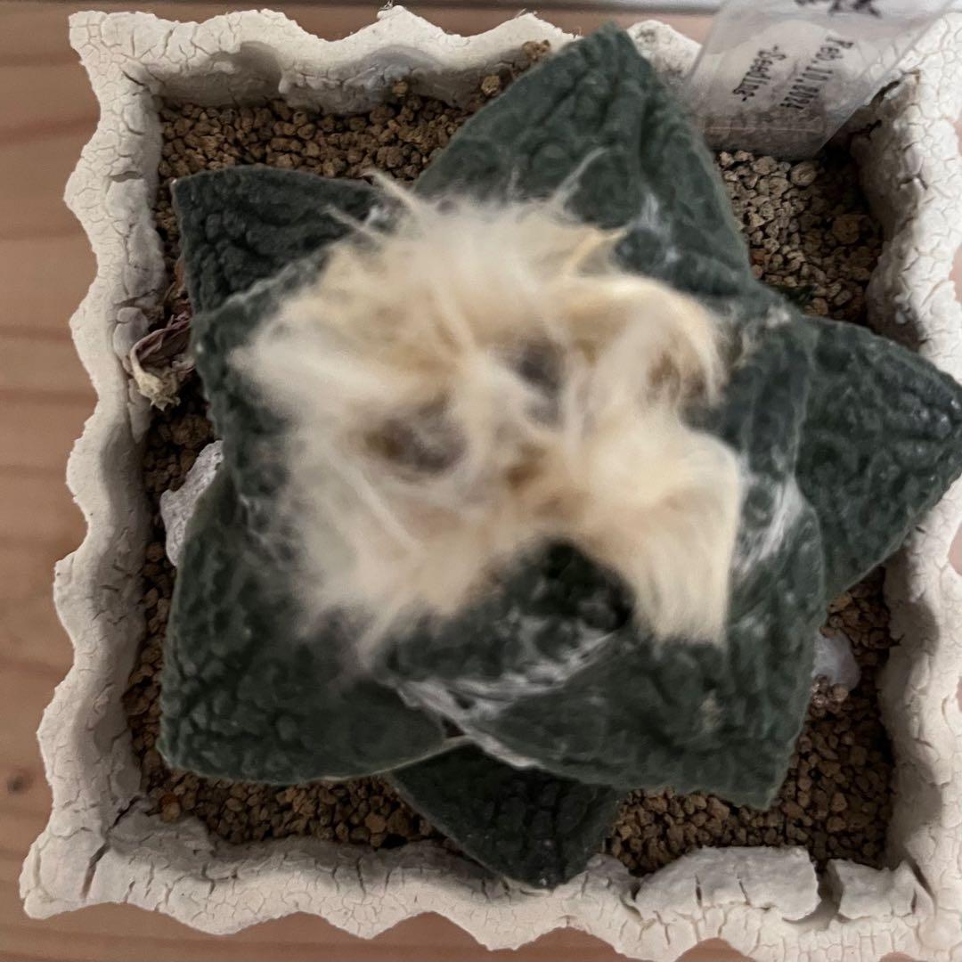 アリオカルプス ゴジラ 実生 自根 7cm シマムラ園芸　亀甲牡丹　礎礎