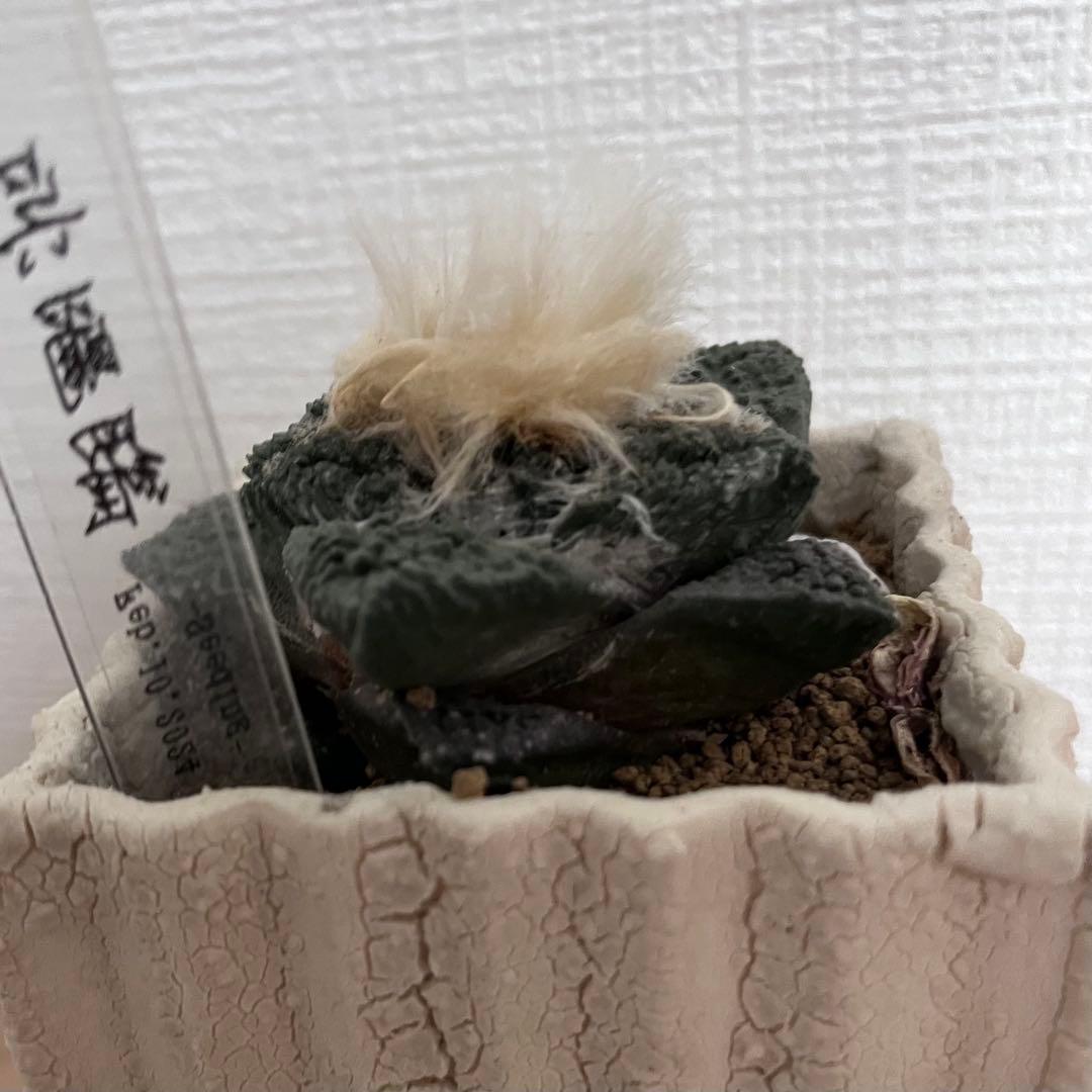 アリオカルプス ゴジラ 実生 自根 7cm シマムラ園芸　亀甲牡丹　礎礎