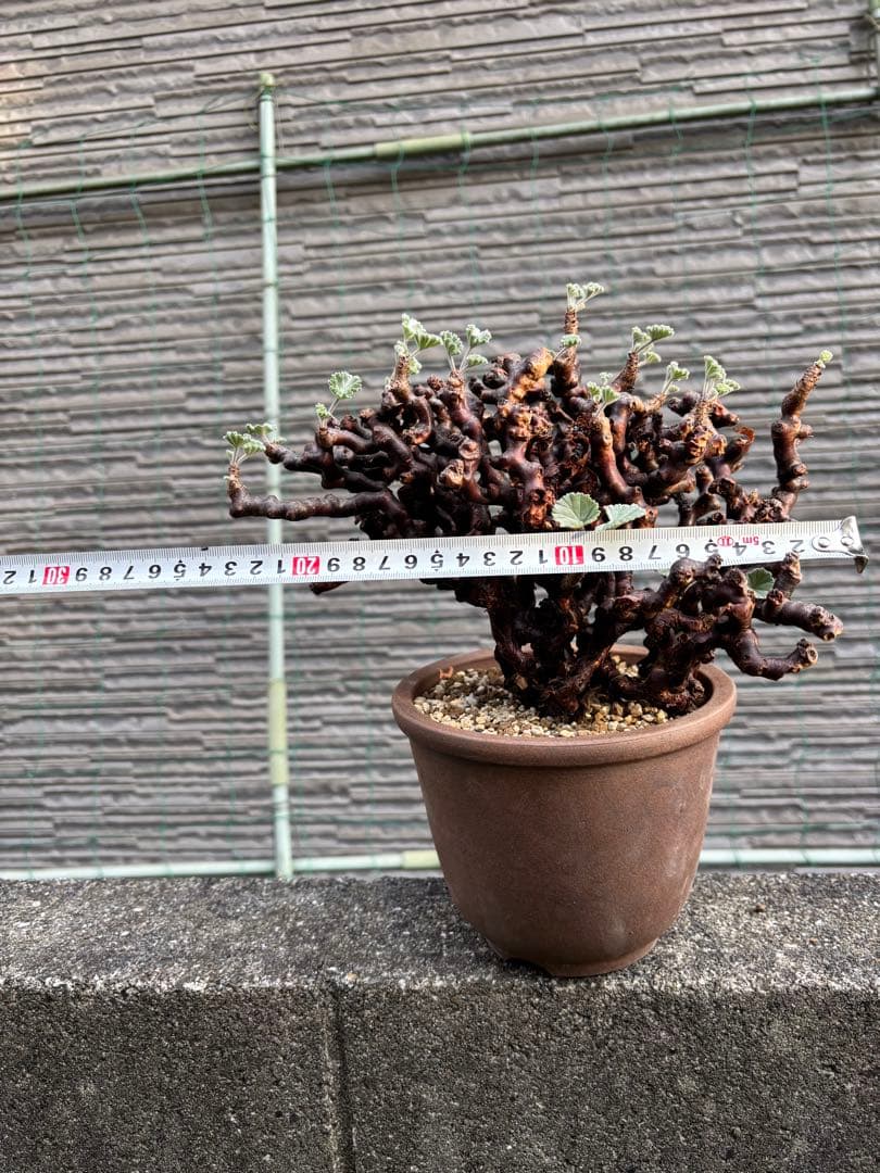 ペラルゴニウム　ミラビレ　大株　塊根植物　コーデックス 伝市