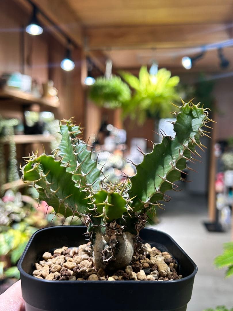 ユーフォルビア　ムランジーナ A