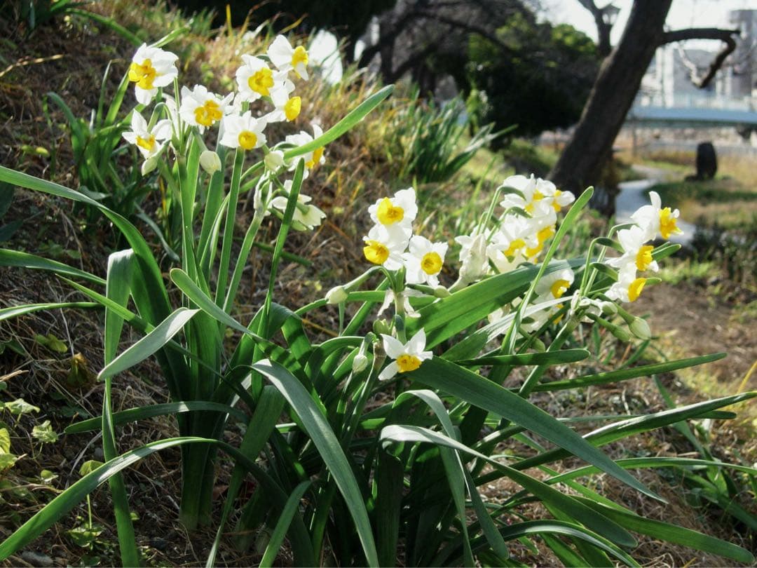 【話題のオールドコンデジ！/作例付】Nikon COOLPIX 5200