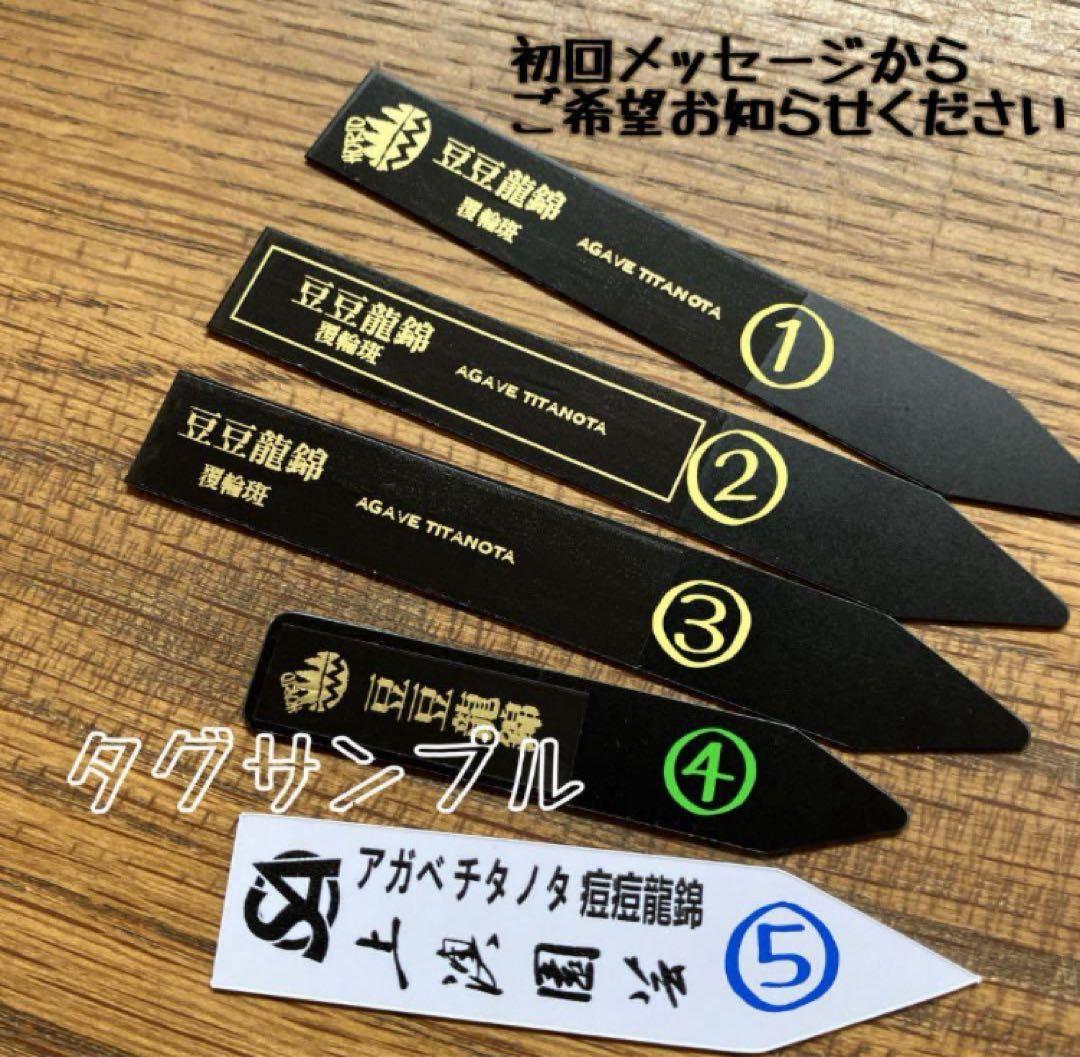 うし　【匿名配送】活着　特大　アガべ　チタノタ　豆豆龍錦　覆輪斑　TC