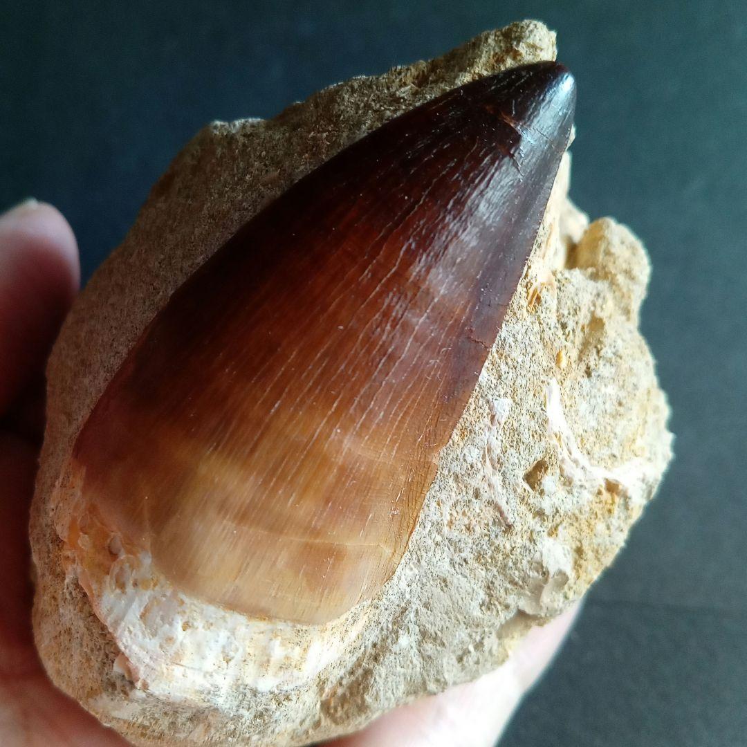 モササウルス　母岩付き標本　極美麗　歯56mm　特大　希少