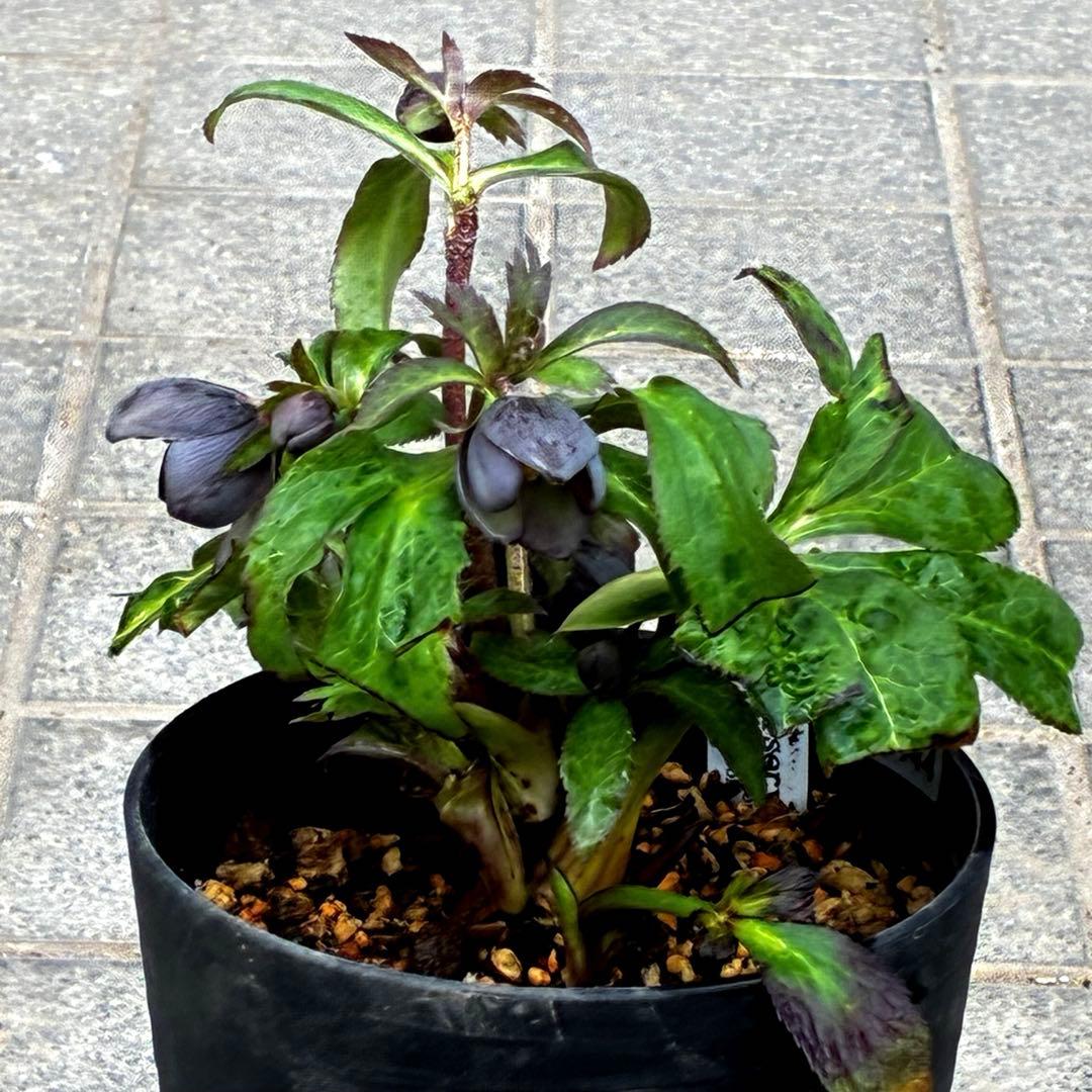 ラ*ク様 3444☘️花、タグ付☘️⭐️クロアチカスHyb⭐️超小輪〜小輪⭐️コ