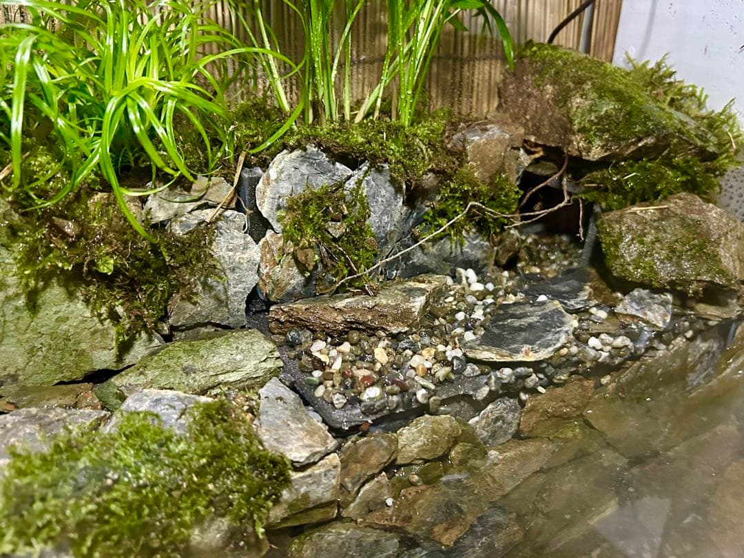 コトブキオールガラス水槽　60センチレイアウト