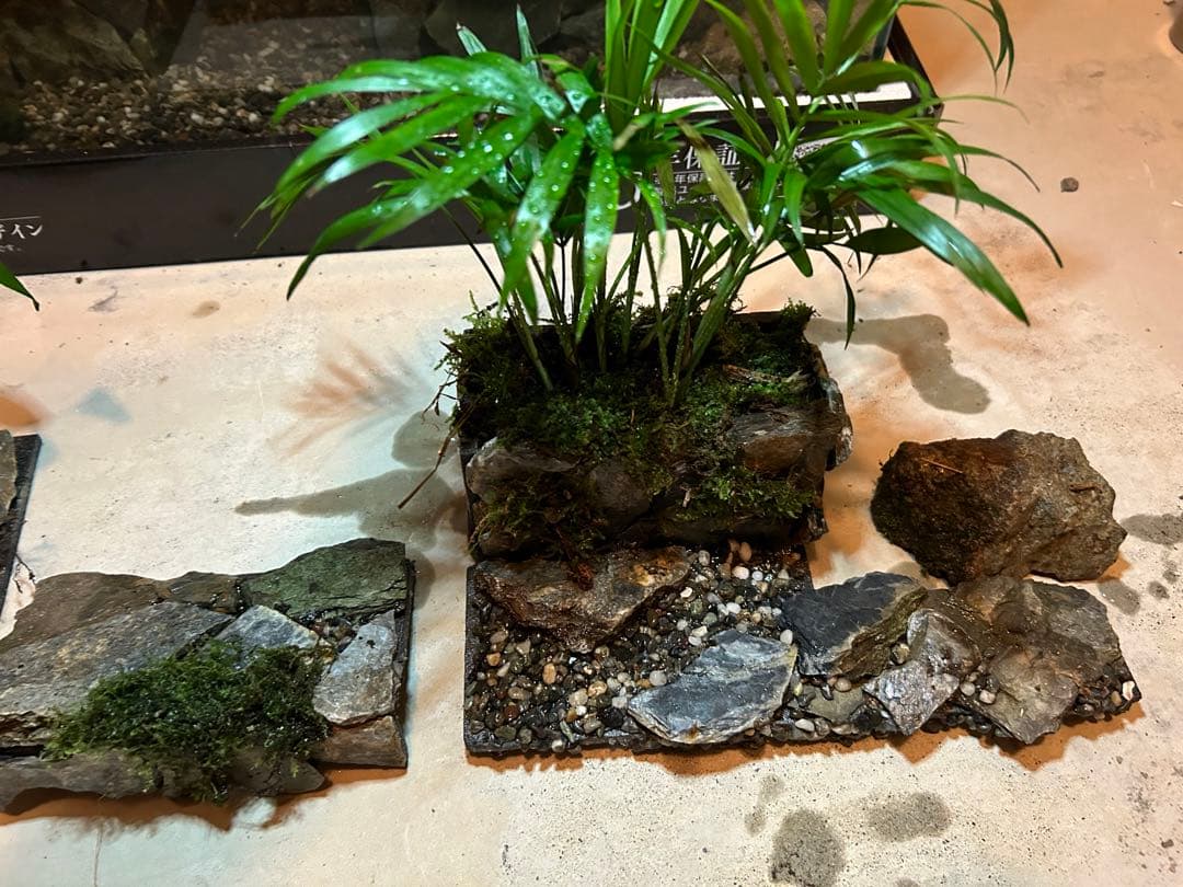 コトブキオールガラス水槽　60センチレイアウト