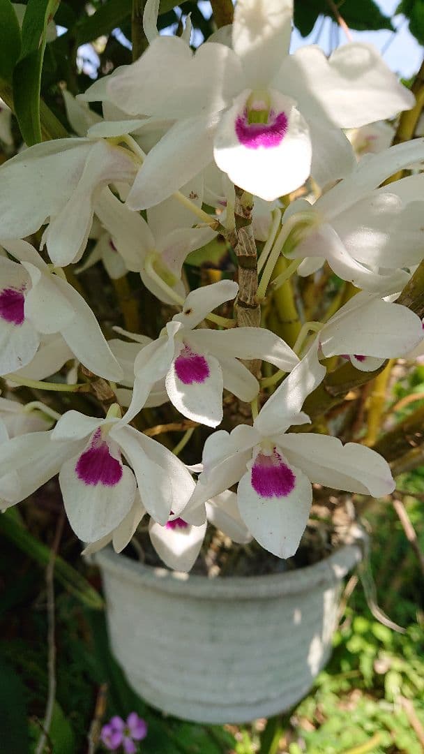 Courgettesauteさま・ご確認用