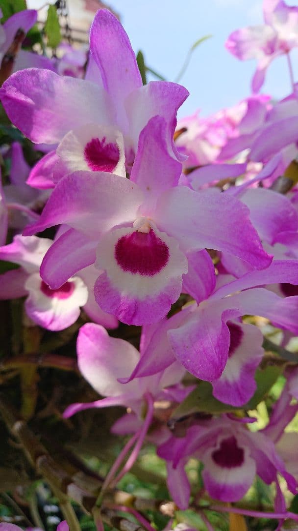 Courgettesauteさま・ご確認用