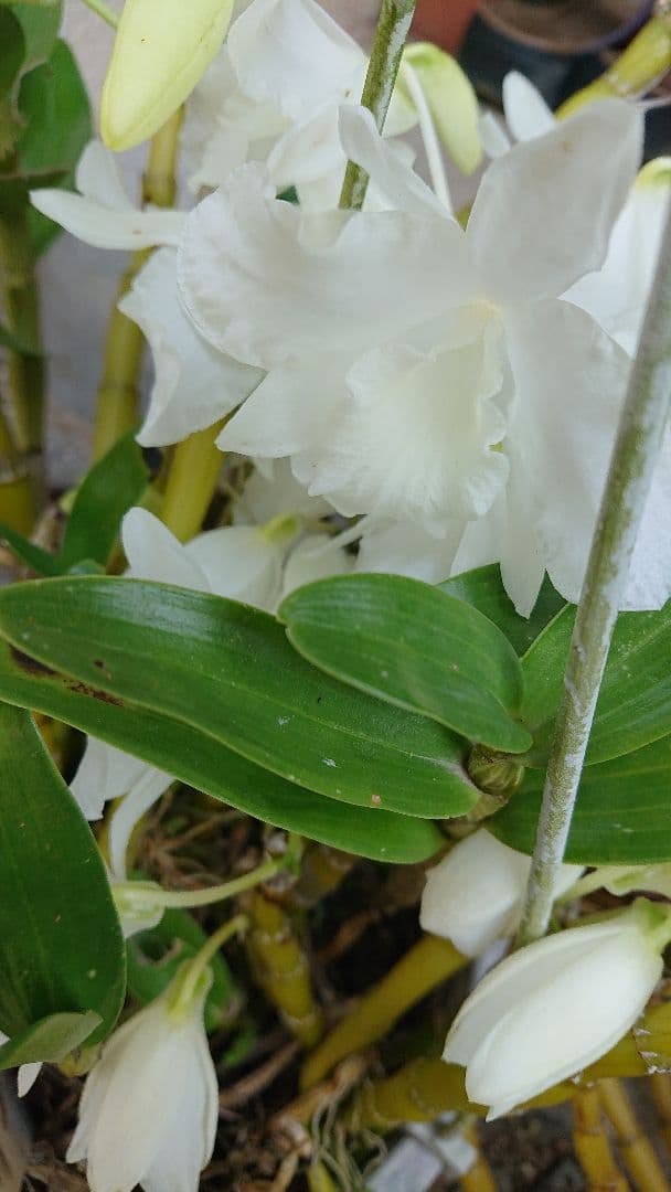 Courgettesauteさま・ご確認用