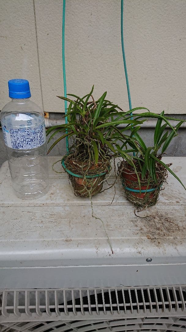 Courgettesauteさま・ご確認用