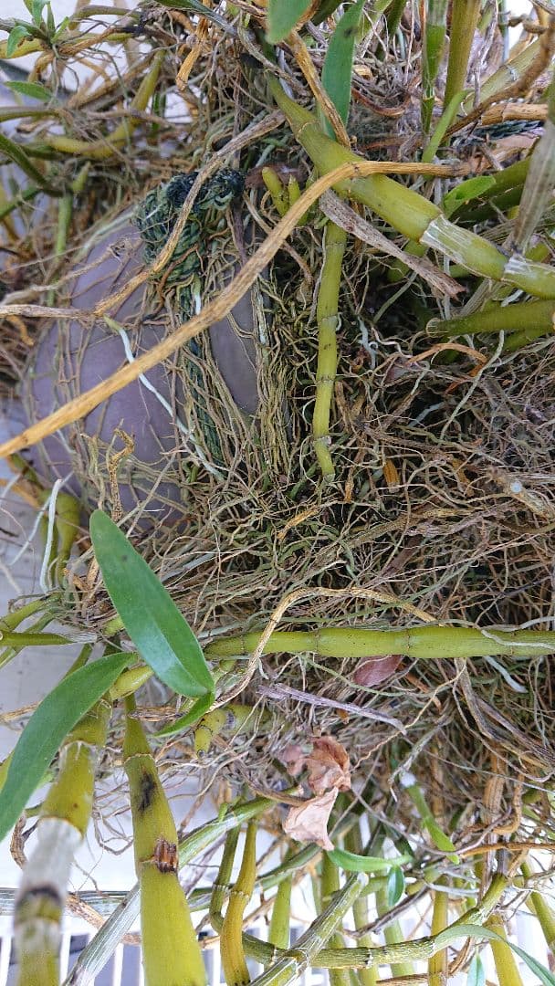 Courgettesauteさま・ご確認用