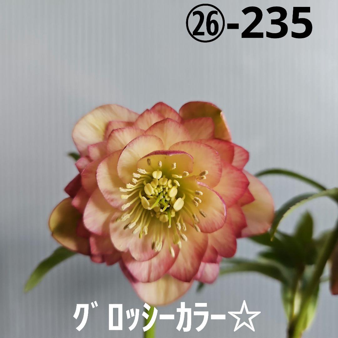 ㉖-235クリスマスローズ