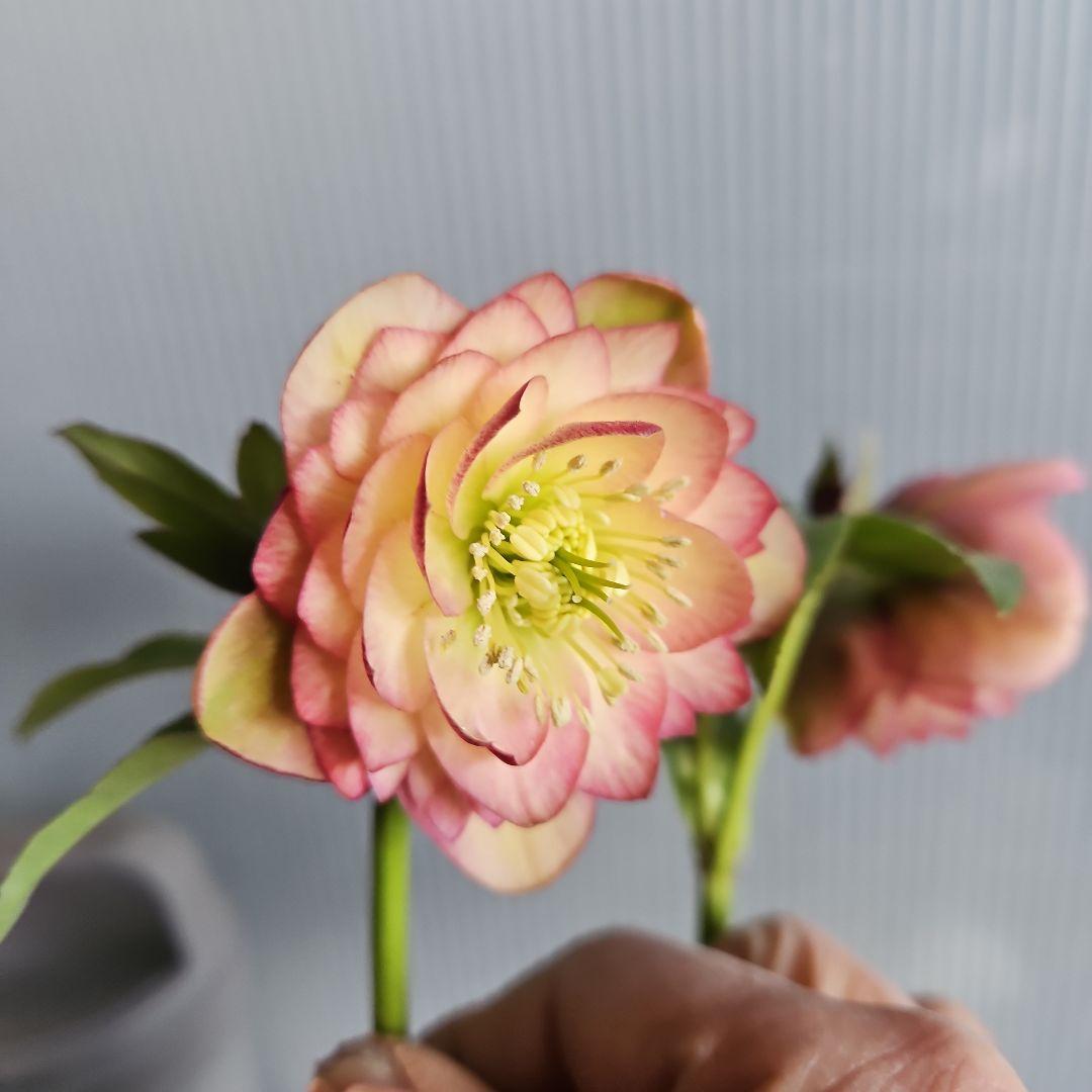 ㉖-235クリスマスローズ