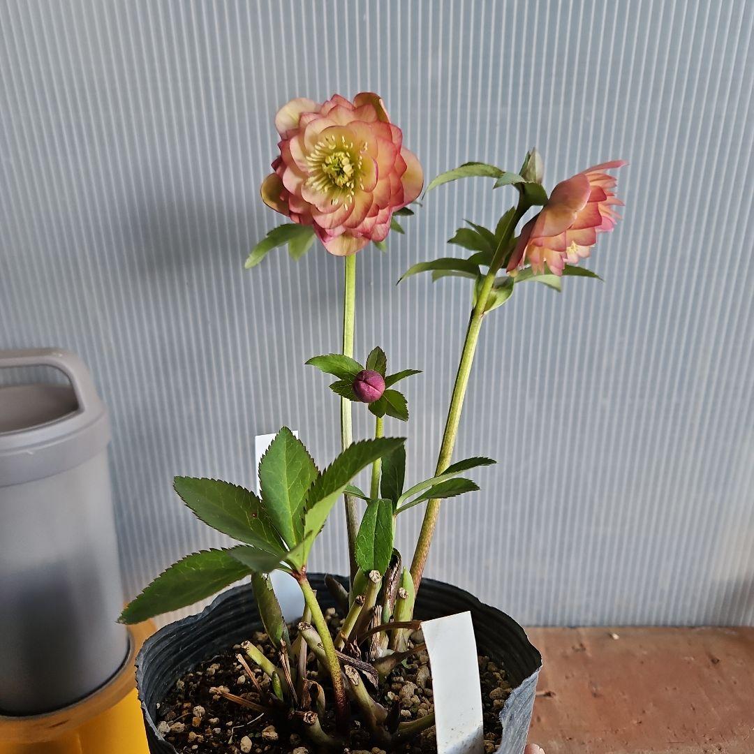 ㉖-235クリスマスローズ