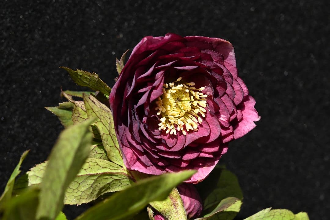 クリスマスローズ　認定アンティークアフロディーテ　加藤農園