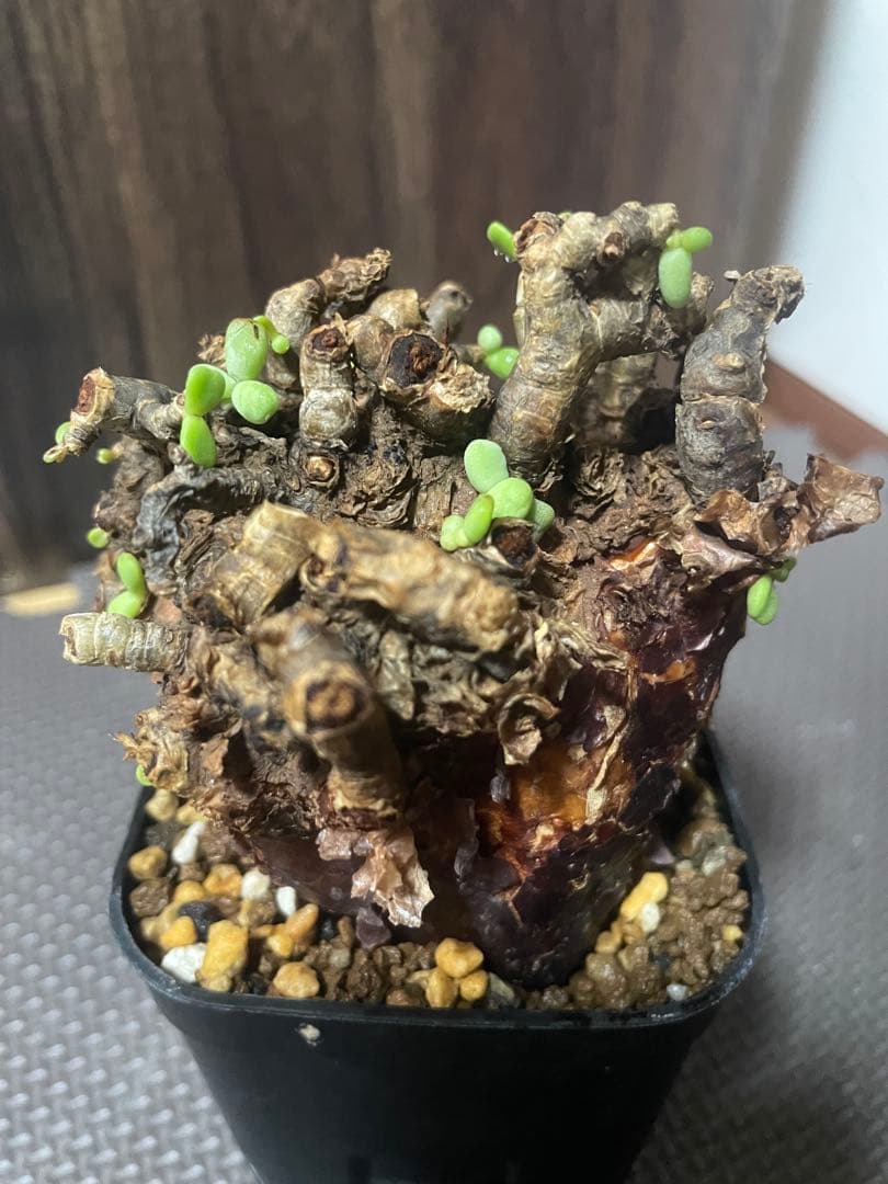 ★*★様 ケラリアピグマエア　現地株　発根済み