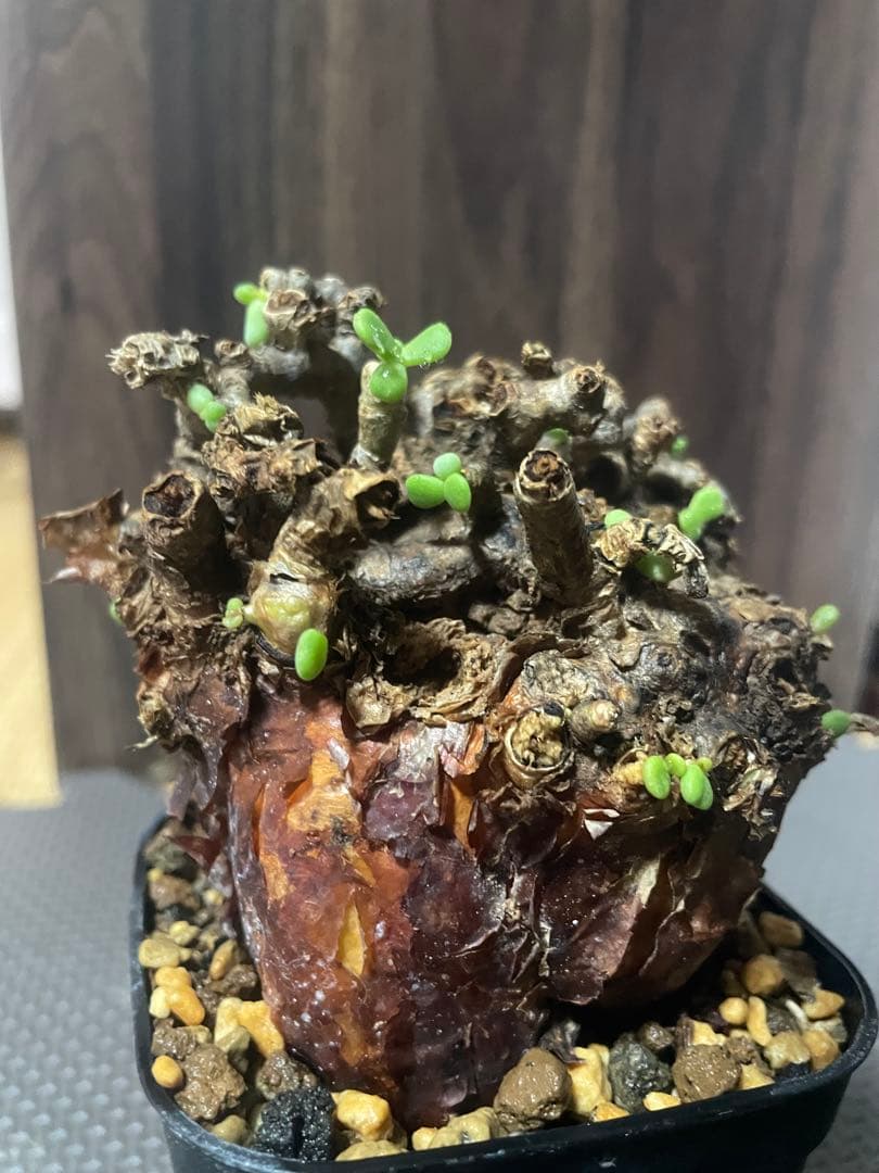 ★*★様 ケラリアピグマエア　現地株　発根済み