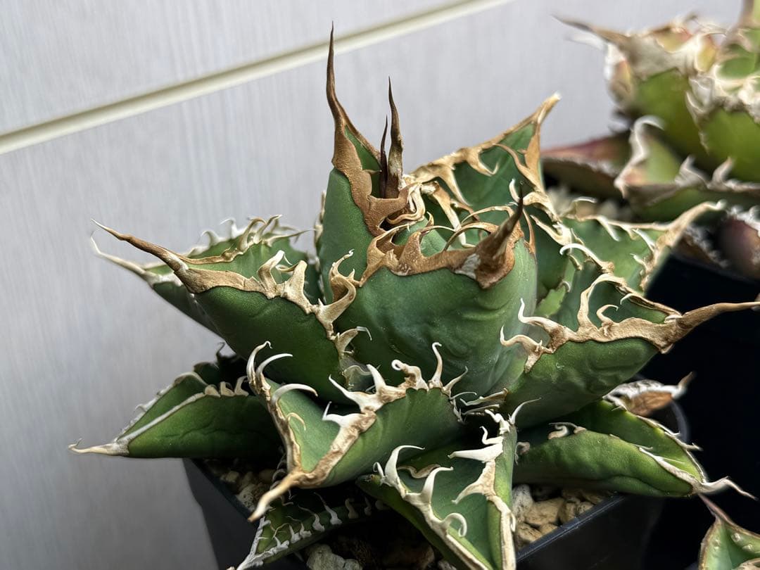 アガベ オテロイ実生株