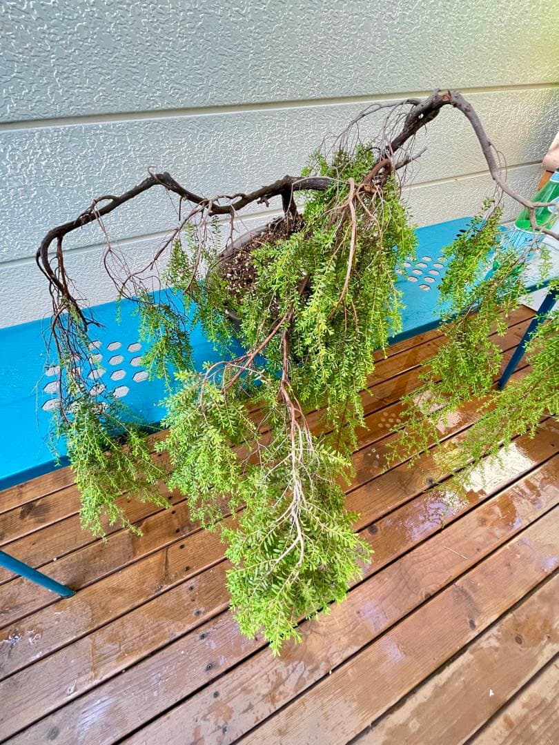 オージープランツ　希少品種　レプトスペルマム　バーチカルドロップ　特大