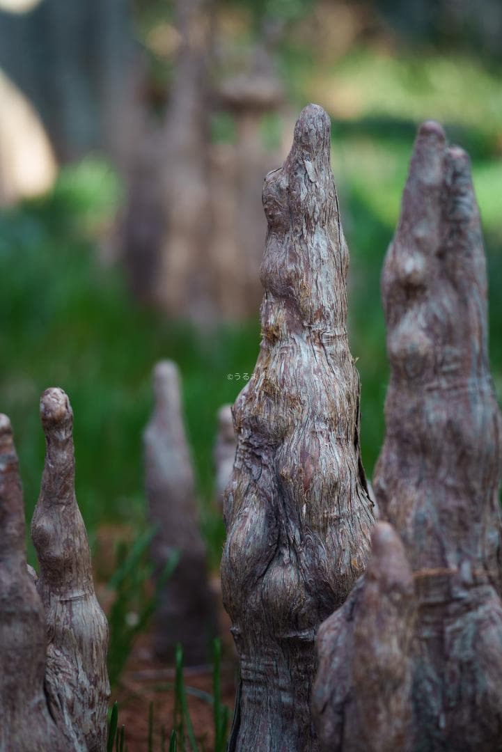 極彩色の中望遠！Carl zeiss Sonnar 100mm F3.5 MMJ