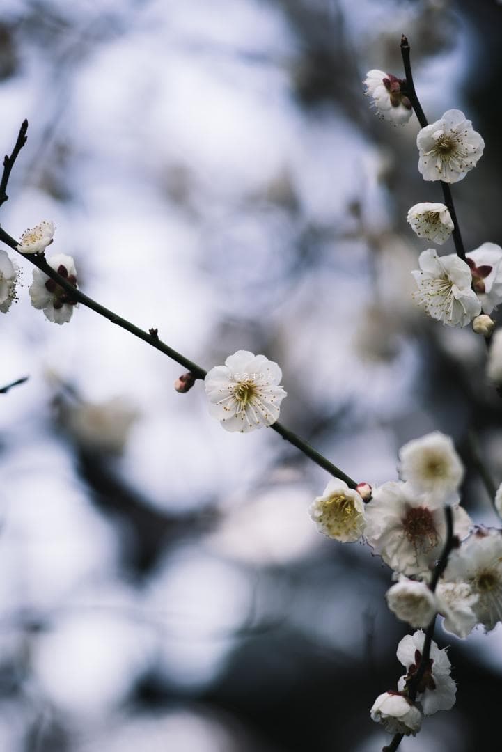 極彩色の中望遠！Carl zeiss Sonnar 100mm F3.5 MMJ