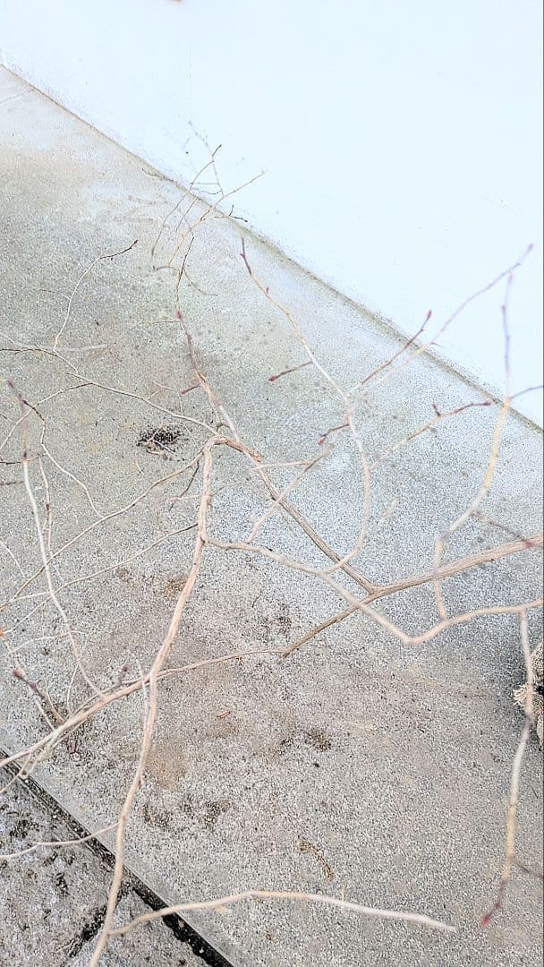 曲線美。山採りネジキ。