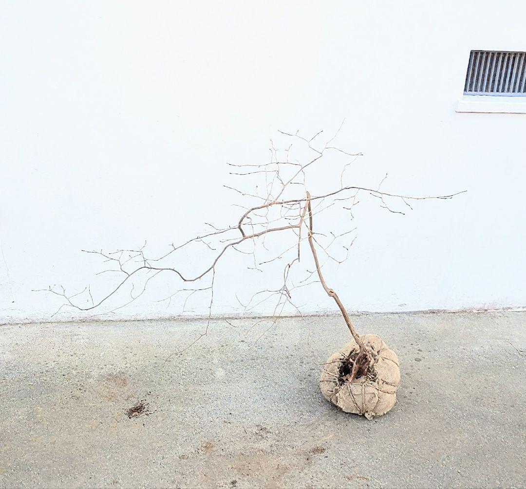 曲線美。山採りネジキ。