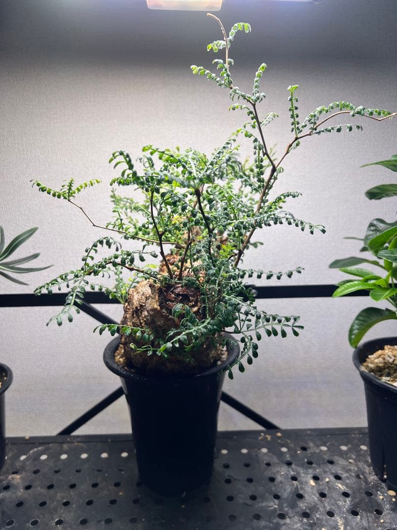 オペルクリカリア パキプス　現地株　現地球