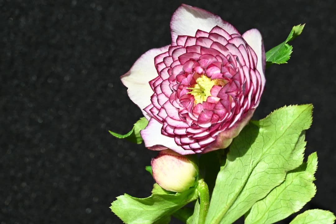 クリスマスローズ　認定超アフロディーテ　加藤農園