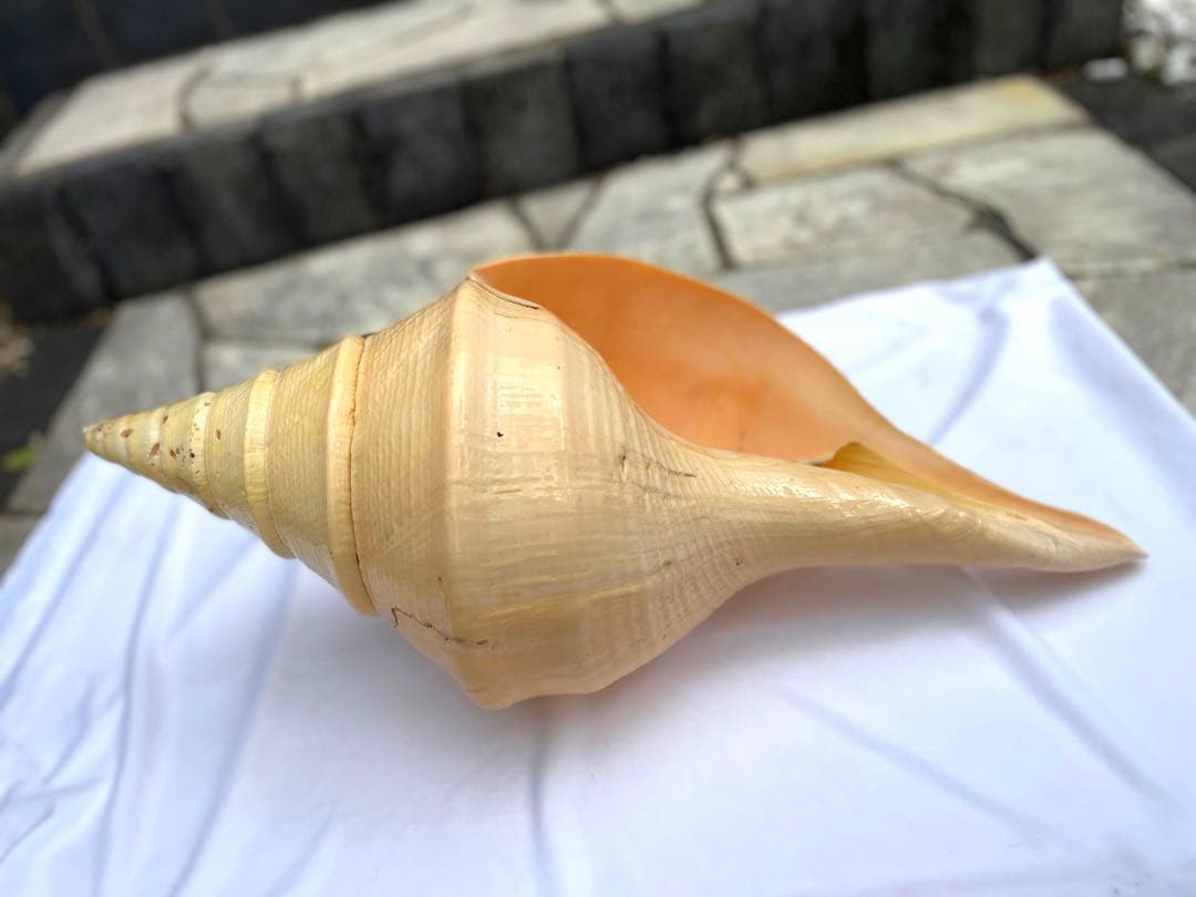 激レア　世界最大　法螺貝　アラフラオオニシ貝　貝殻長約５４センチ殻径約７１センチ