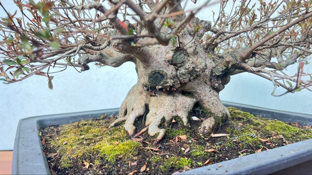 皐月盆栽　貴公子　高さ36センチ