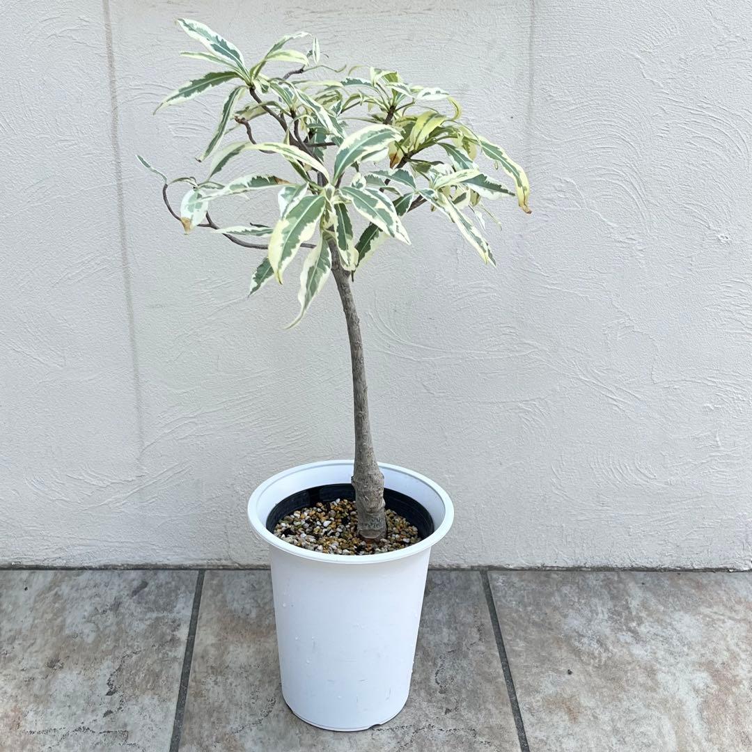 【セール】バオバブ　斑入り　No.001　鉢、送料込　メルカリ便