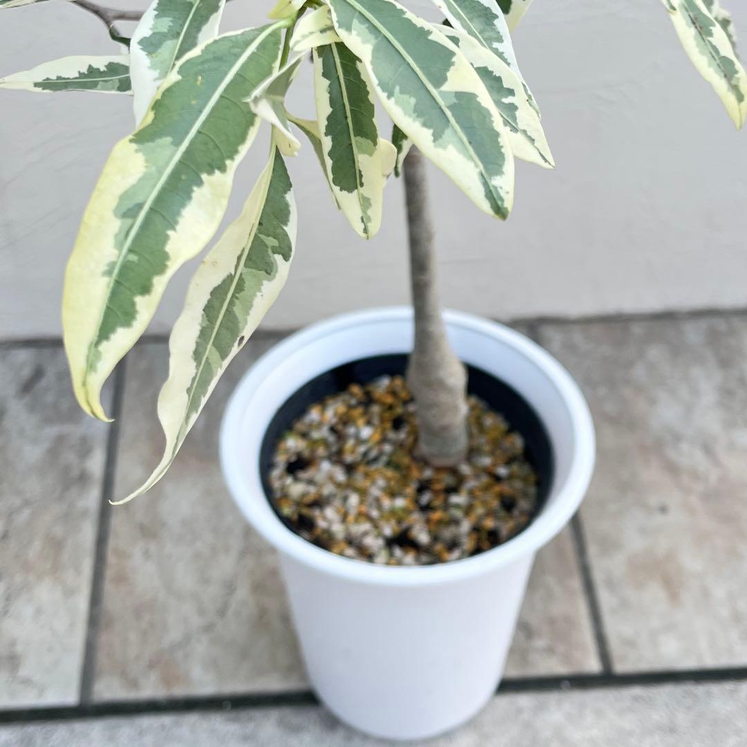 【セール】バオバブ　斑入り　No.001　鉢、送料込　メルカリ便