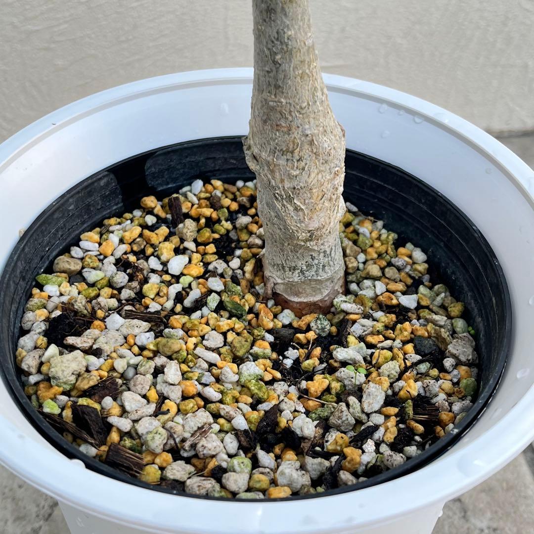 【セール】バオバブ　斑入り　No.001　鉢、送料込　メルカリ便