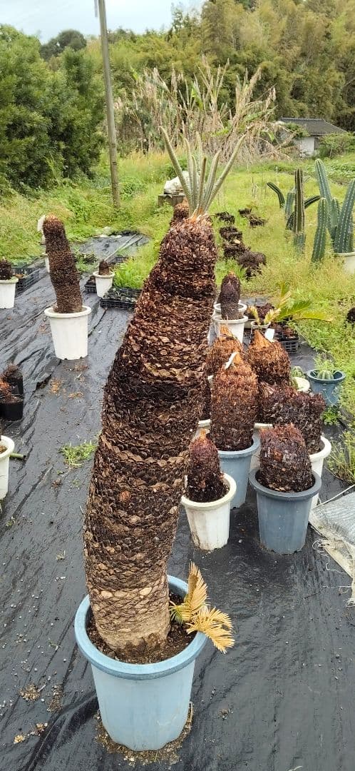 ドスコイ級のソテツ 10号プラ鉢 高さ1m22cm程 幹幅20cm以上(特典有)