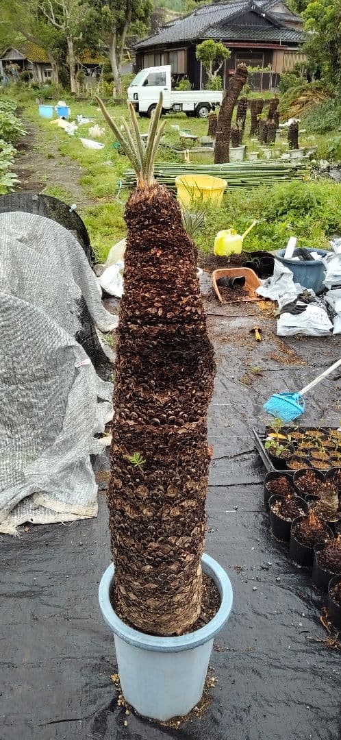 ドスコイ級のソテツ 10号プラ鉢 高さ1m22cm程 幹幅20cm以上(特典有)
