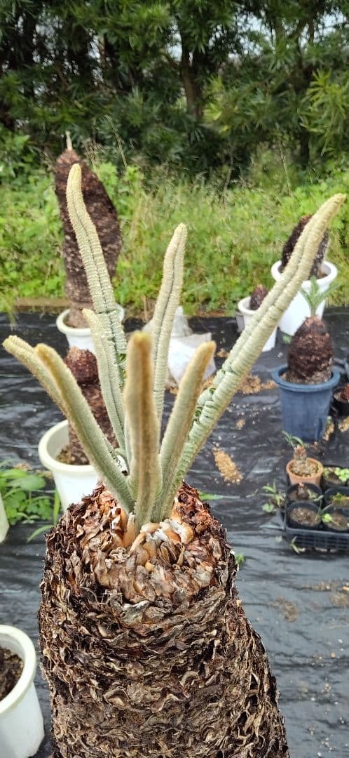 ドスコイ級のソテツ 10号プラ鉢 高さ1m22cm程 幹幅20cm以上(特典有)