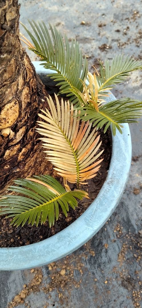 ドスコイ級のソテツ 10号プラ鉢 高さ1m22cm程 幹幅20cm以上(特典有)