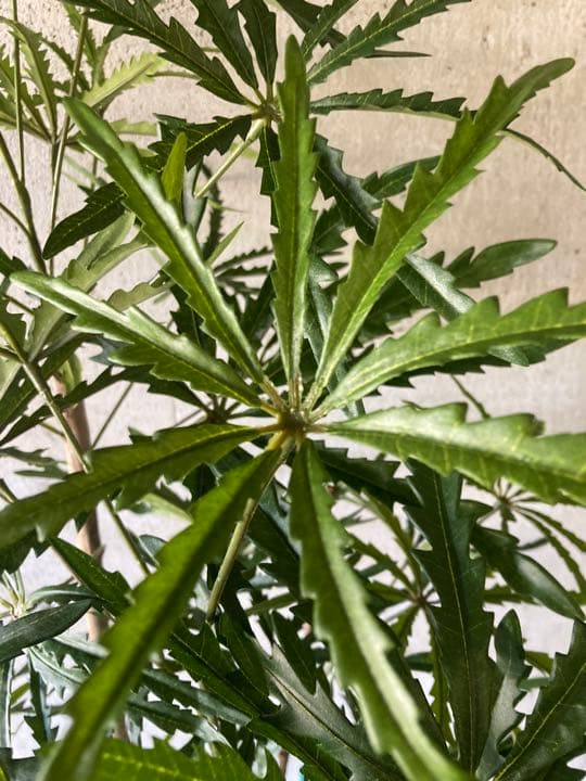 光触媒　人工観葉植物　ウォールグリーン　フェイクグリーン　アラレア@mwd