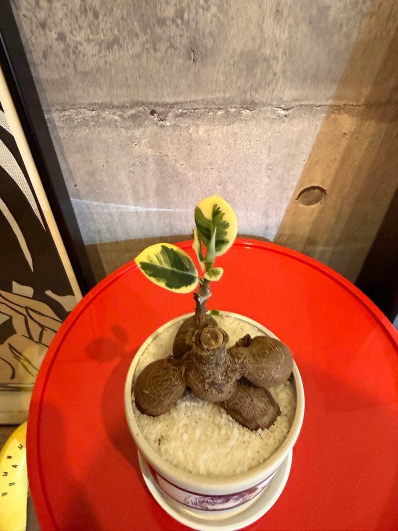 パンダガジュマル斑入り